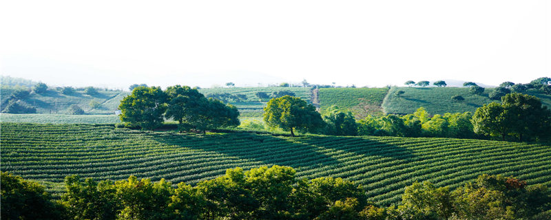 茶叶种植行距和株距尺寸，如何选择最佳种植密度