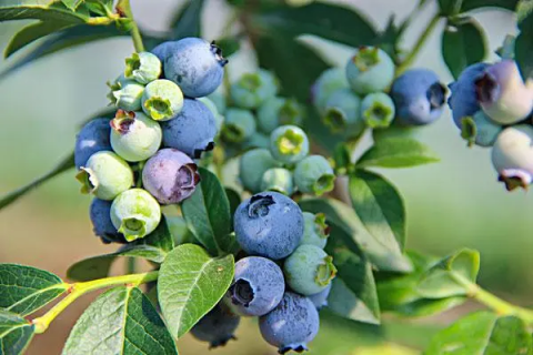 蓝莓多久浇水一次，蓝莓浇水频率和技巧