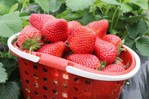 大棚草莓种植技术，光照也是草莓生长的重要因素