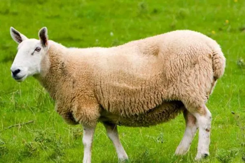 绵羊养殖方法.绵羊的养殖技术与管理流程