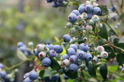 蓝莓的种植气候条件，一天需要6-16小时左右的光照