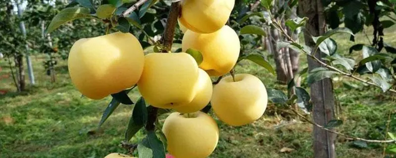 苹果树的种子，如何种植和繁殖苹果树