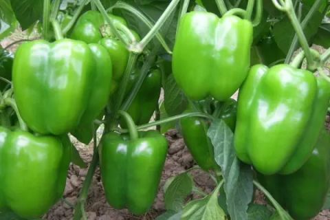 青椒的种植方法，