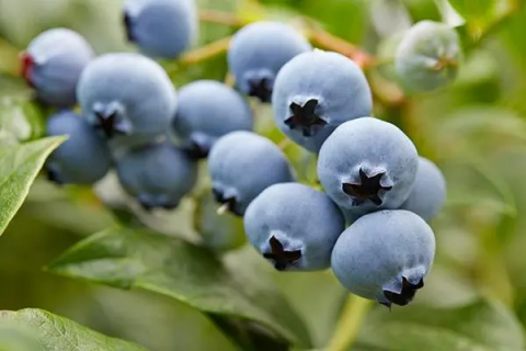 蓝莓农业技术，蓝莓苗圃