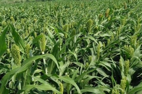 高粱地里苗后除草剂都有哪些，常见的有麦草畏、辛酰溴苯腈等