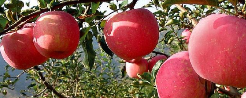 盆栽苹果树要怎么种植，在养护方面有更多的注意事项