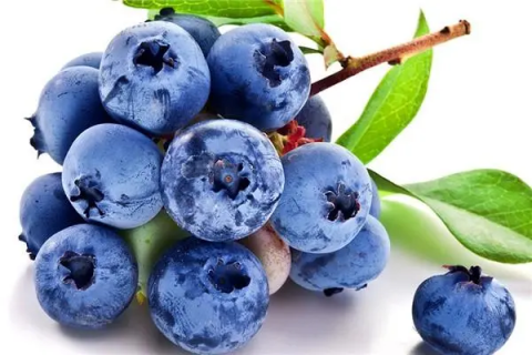 蓝莓农业技术，蓝莓苗圃