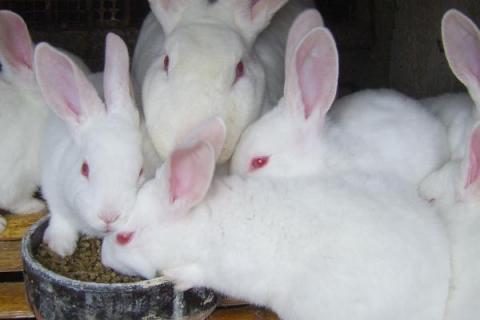 仔兔黄尿病的发病原因，可能是患有乳腺炎或乳房被病菌污染等