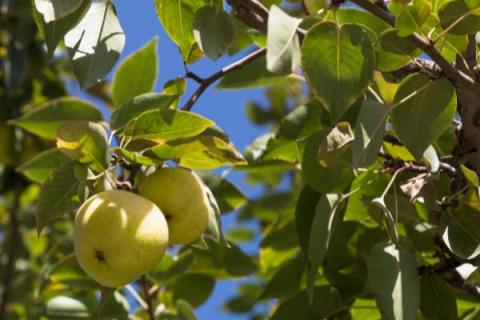 梨树的施肥方式，在果实采收后至落叶前施农家肥