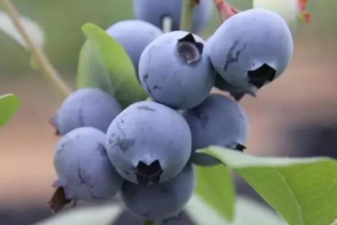蓝莓种植方法，家庭种植技巧