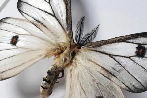 蚕蛾的繁殖行为有哪些，雄蛾可以利用触角嗅出雌蛾的存在