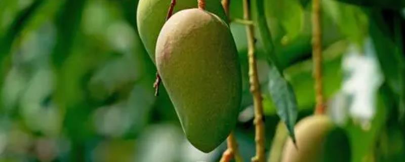芒果的产地，原产于印度