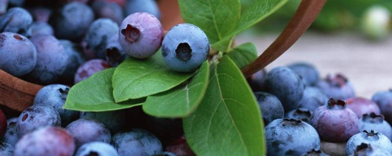 蓝莓树苗为什么不生长，如何培育健康的蓝莓树苗