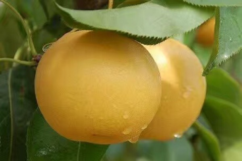 丰水梨的种植技术，种植梨树最重要的因素是土壤
