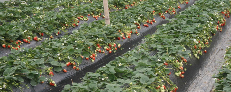 建德红草莓苗品种介绍，哪些品种适合种植