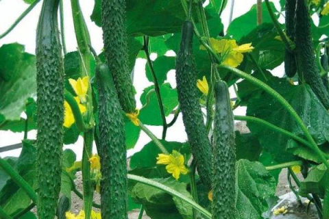 大棚黄瓜的栽培技术与管理，选择适合当地气候条件的大棚黄瓜品种