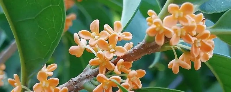 四季桂花树的养殖方法,嫩枝扦插繁殖法