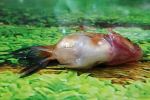 金鱼为什么突然就死了，可能是喂食过多或水质差等导致的