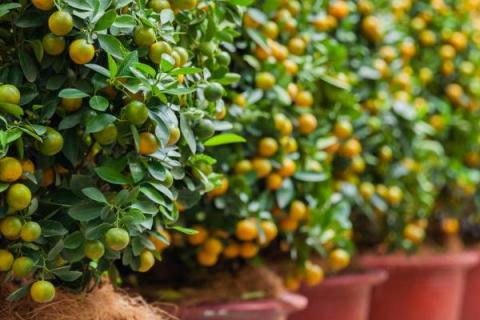 橙子树盆栽从未结过果实的原因，不良天气、养分不足等都会导致