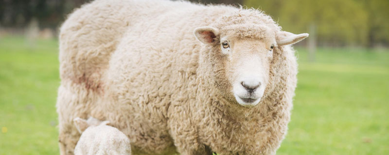 绵羊养殖方法，实行青干搭配的喂养方式