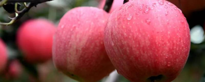什么是嘎啦苹果，有哪些特点和营养价值