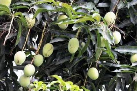 芒果的产地，原产于印度