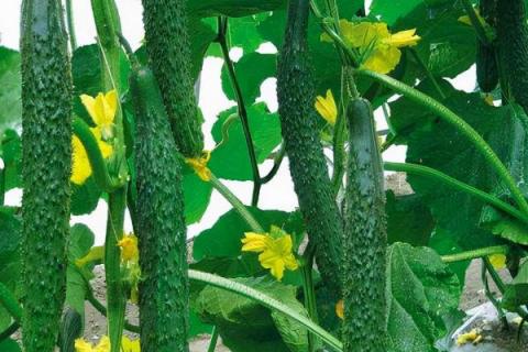 异常天气温室黄瓜如何管理，可应用增光保温防灾技术或适当早采收等