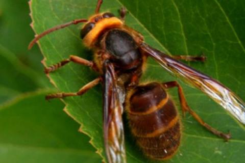世界上最毒的蜂排名，这10种蜂千万不能惹