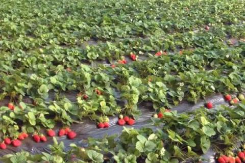 草莓从幼苗到结果需要多久，需要85天左右