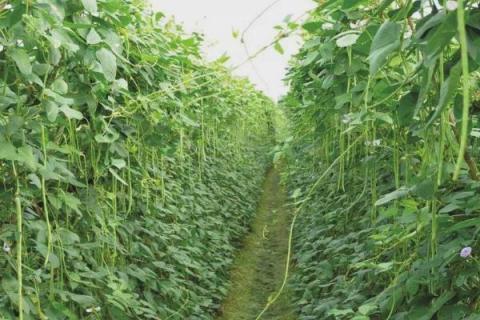豆角的种植时间，在我国长江以南各地春、夏、秋均可栽培