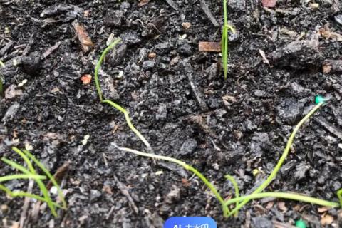 韭菜籽的栽培技术，每采收一次就要追施一次肥料