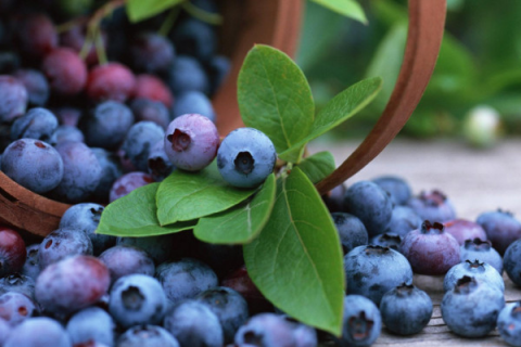 蓝莓树苗为什么不生长，如何培育健康的蓝莓树苗