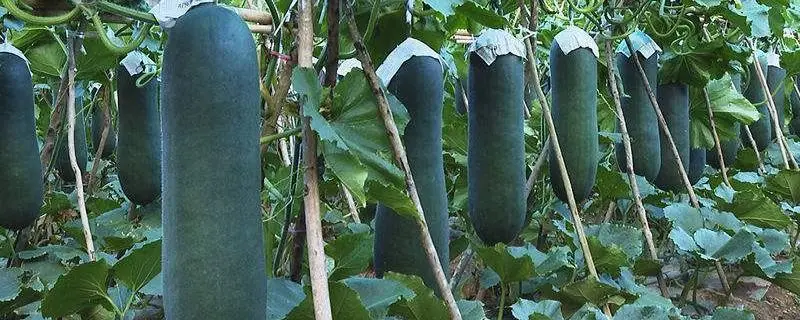 种冬瓜的方法和步骤，如何轻松培育丰收的冬瓜