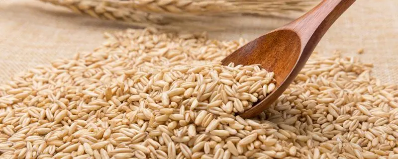 青稞麦的营养价值，保健功能