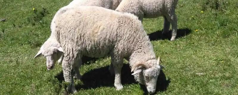 绵羊的品种，常见的有细毛羊、半细毛羊和粗毛羊
