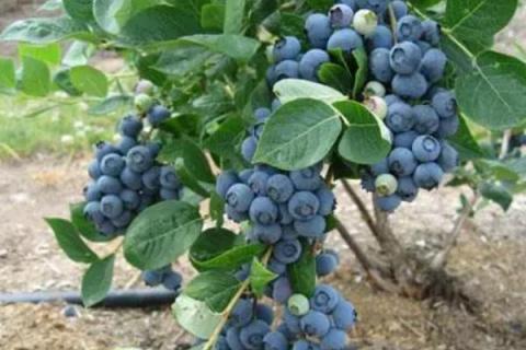 蓝莓多久可以挂果，移栽的幼苗通常在第二年便可挂果