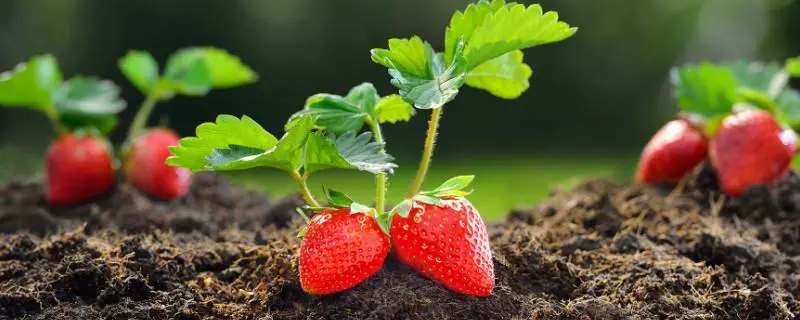 草莓是怎么种植的,草莓种植最佳时间是什么时候