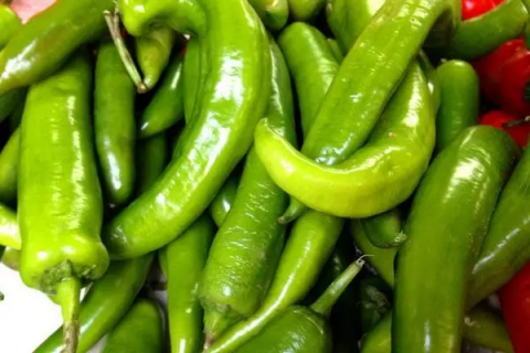 大面积种青椒什么品种好，丰产高效的青椒种植品种推荐