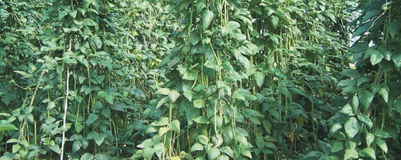 豆角的种植时间，在我国长江以南各地春、夏、秋均可栽培