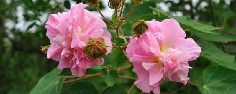 芙蓉花根部发黑是怎么回事，可能表明土壤不适合其生长