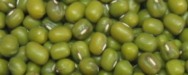 绿豆有哪几种颜色，有绿、黄、褐、黑及青绿五种颜色