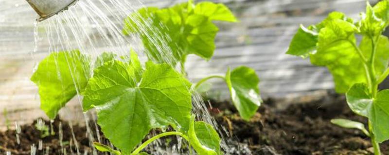 黄瓜出苗后什么时候浇水，根据土壤表面湿润程度来决定
