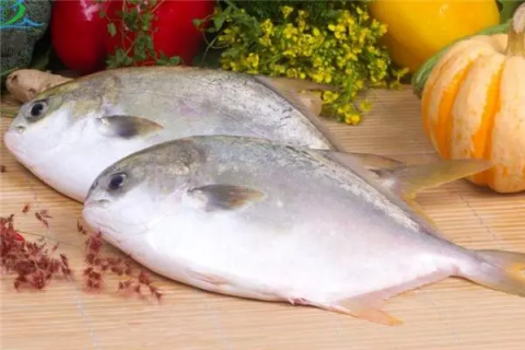 金鲳鱼养殖水温和盐度，科学调控养殖环境