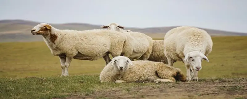 绵羊养殖方法.绵羊的养殖技术与管理流程
