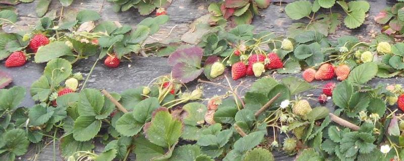 草莓几月开花结果，4-5月开花6-7月结果
