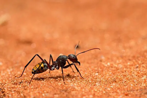 蚂蚁养殖方法，需要提供足够的光照条件