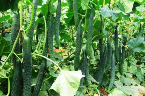 大棚黄瓜的栽培技术与管理，选择适合当地气候条件的大棚黄瓜品种