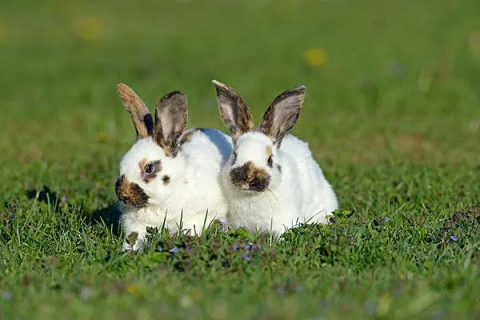 兔子养殖，兔子养殖技巧大揭秘