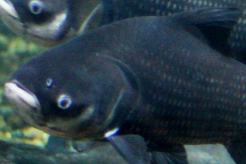 什么是暹罗鲤鱼，属于鲤科、印度鲤属淡水鱼类