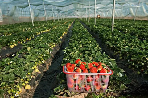 大棚草莓种植技术，光照也是草莓生长的重要因素